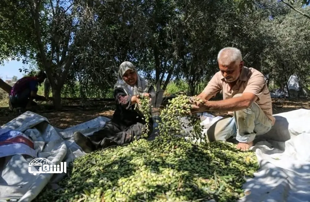لأول مرة .. إسرائيل تمنع الفلسطينيين من حصاد محاصيلهم في أراضٍ بالضفة