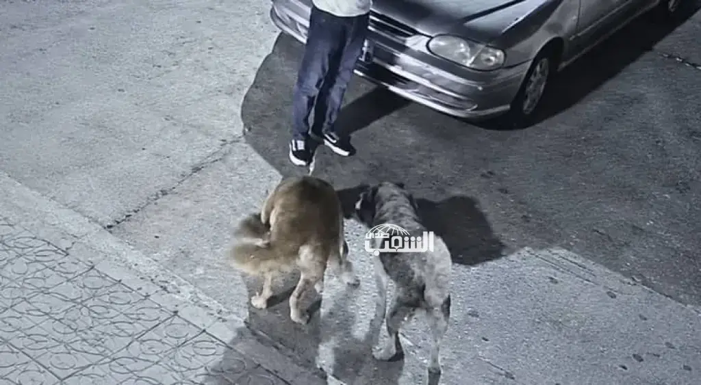 الأمن العام: القبض على شخص سمح لكلبين بنهش قطة