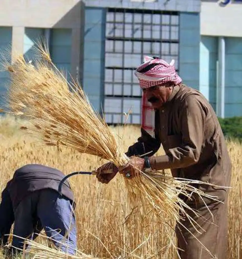 بعد حرائق المحاصيل… زراعة القمح بالمملكة إلى أين؟ والعوران لـ”صدى الشعب”: 10 آلاف دونم التهمتها الحرائق