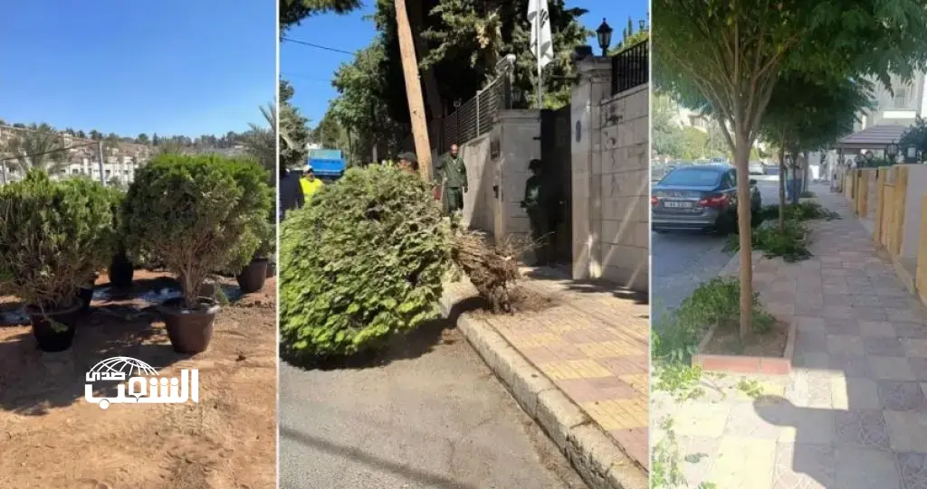 الأمانة: الأرصفة حق للمشاة و الإزالة للأشجار المعيقة فقط .. صور