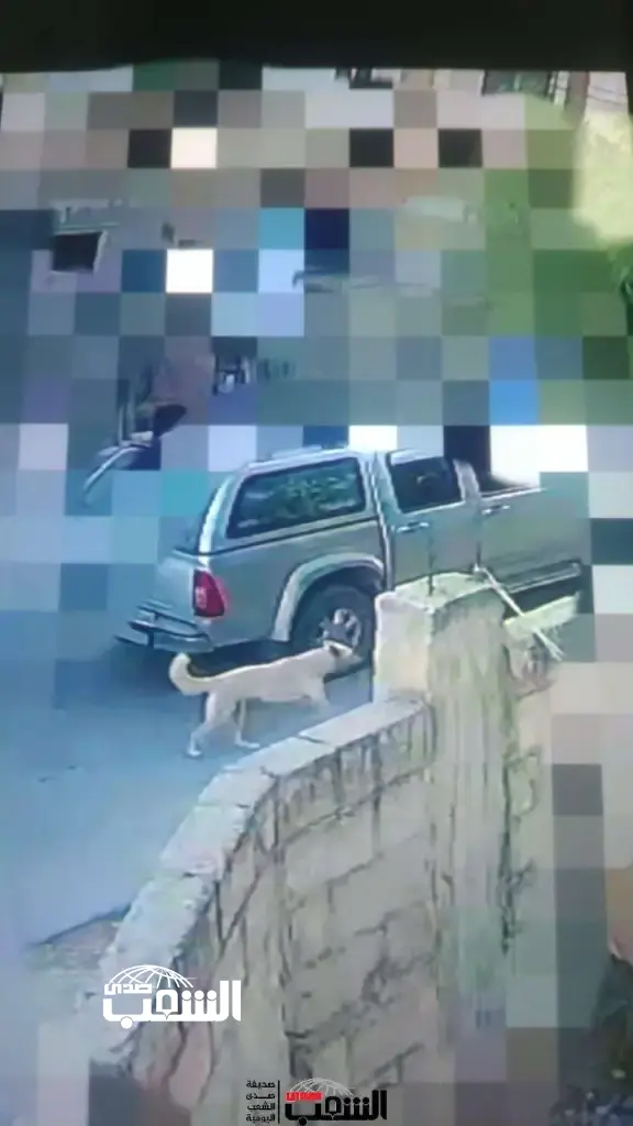 إصابة (11) في هجوم لـ (كلب ضال) و البلدية: "أبيض اللون .. لا تتعاملوا مع و أبلغوا عنه للجهات المُختصة"